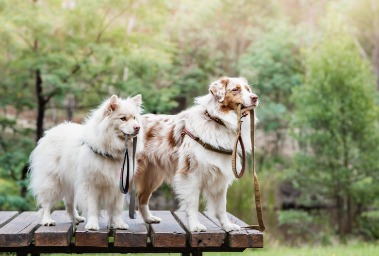 How to Stop Your Dog Pulling on the Leash?