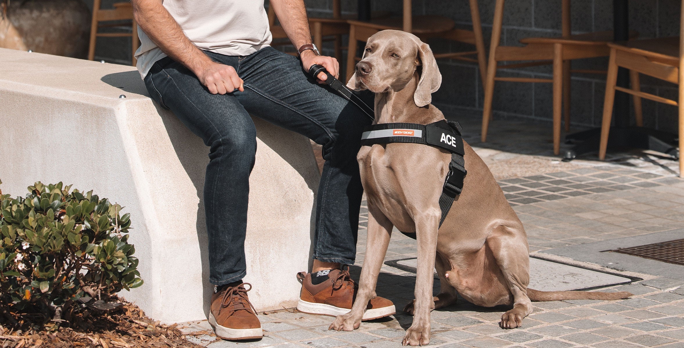Why Top Dog Trainers Are Stocking Up on These 3 EzyDog Products This Black Friday (And You Should Too)