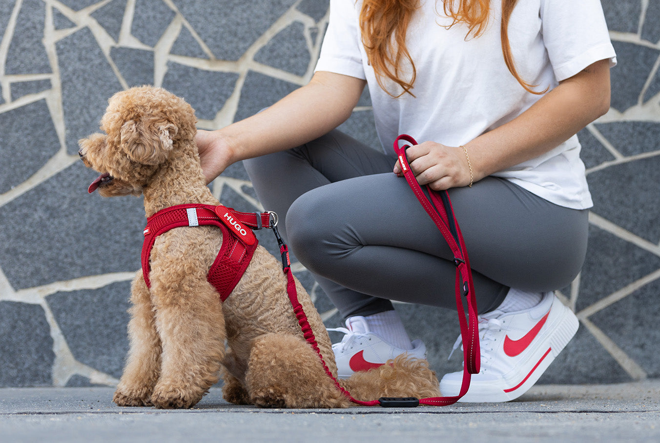 6 Best Dog Harnesses in Europe | Hand-Picked by Dog Lovers