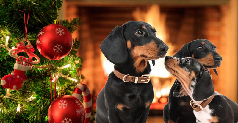 Dog Gifts Buyer’s Guide: How to Choose the Best Gift for Your Dog
