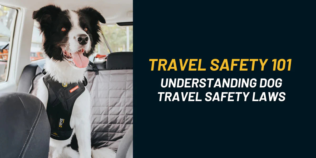Best Crash Tested Dog Harness in Europe: Dog Travel Safety Explained