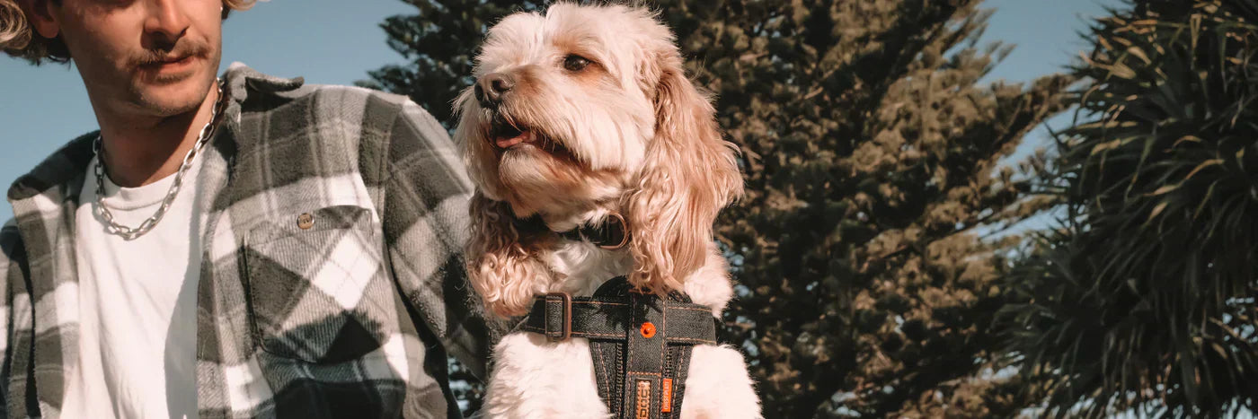 Best Dog Harnesses for Everyday Walking