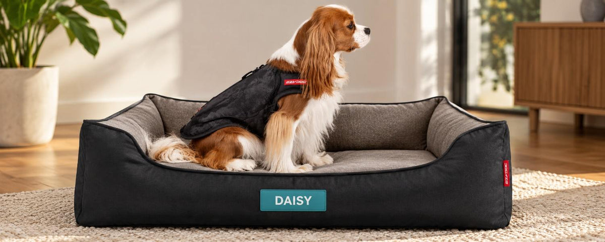 Do Dogs Need a Coat in Winter?