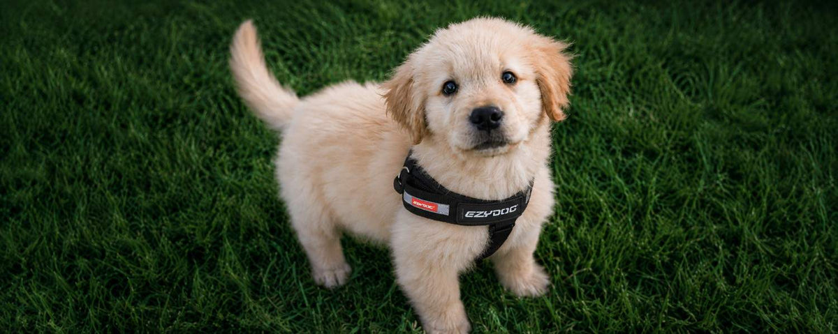 How to Choose the Right Gear for Your Puppy