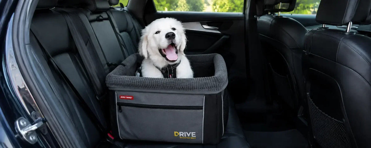 The Puppy Essentials Checklist: 8 Things Every New Puppy Needs