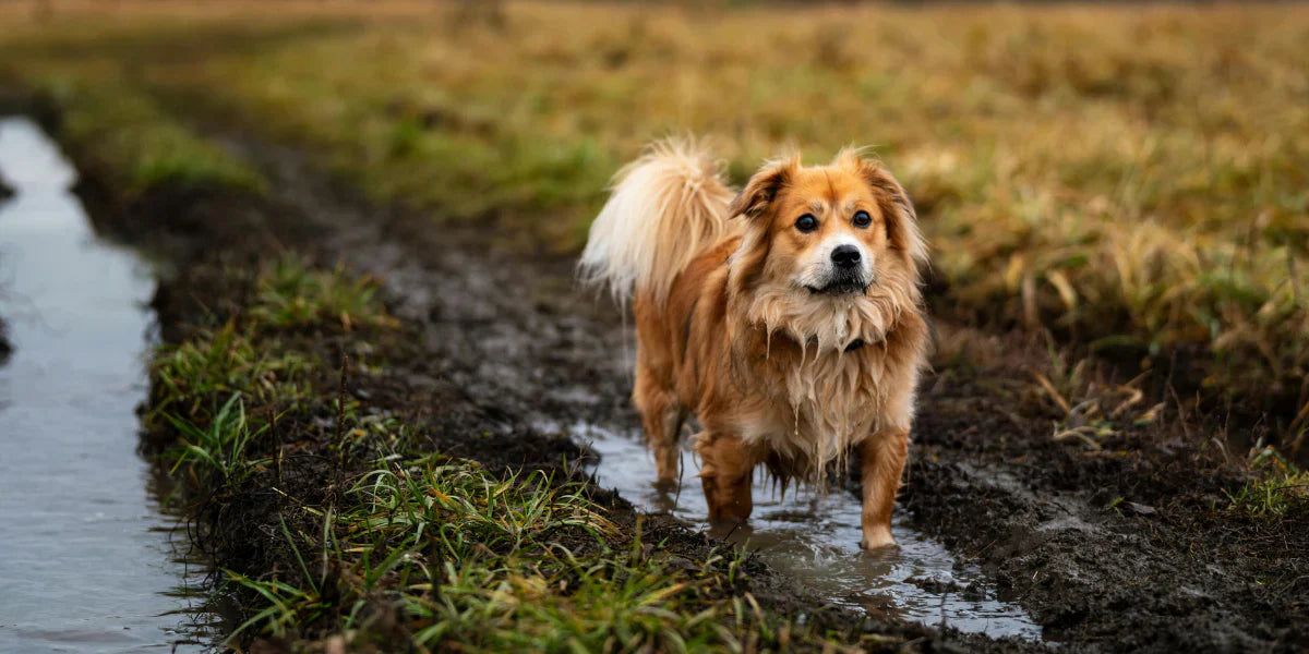 Stop the Stink: Why a Waterproof Dog Harness is Essential for European Winters