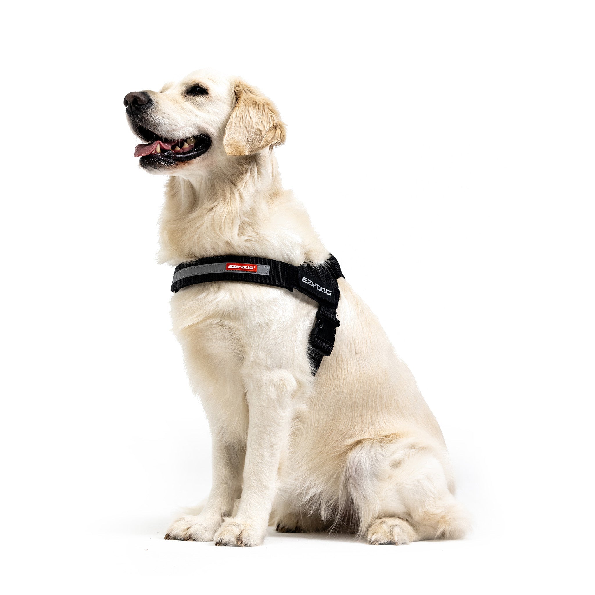 Golden retriever wearing a Black Express Harness, sitting.