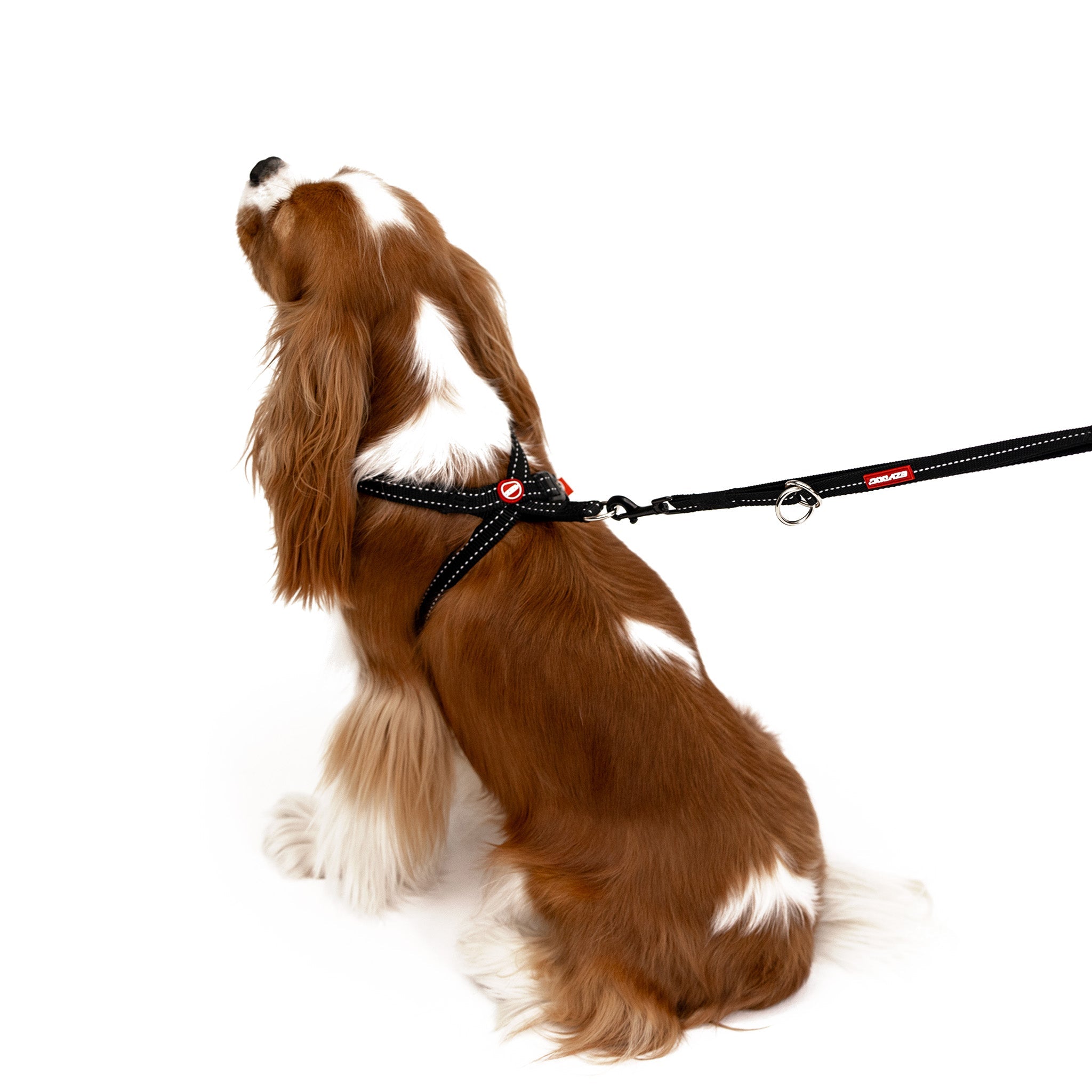 Back view of dog wearing wearing the EzyDog CrossCheck harness