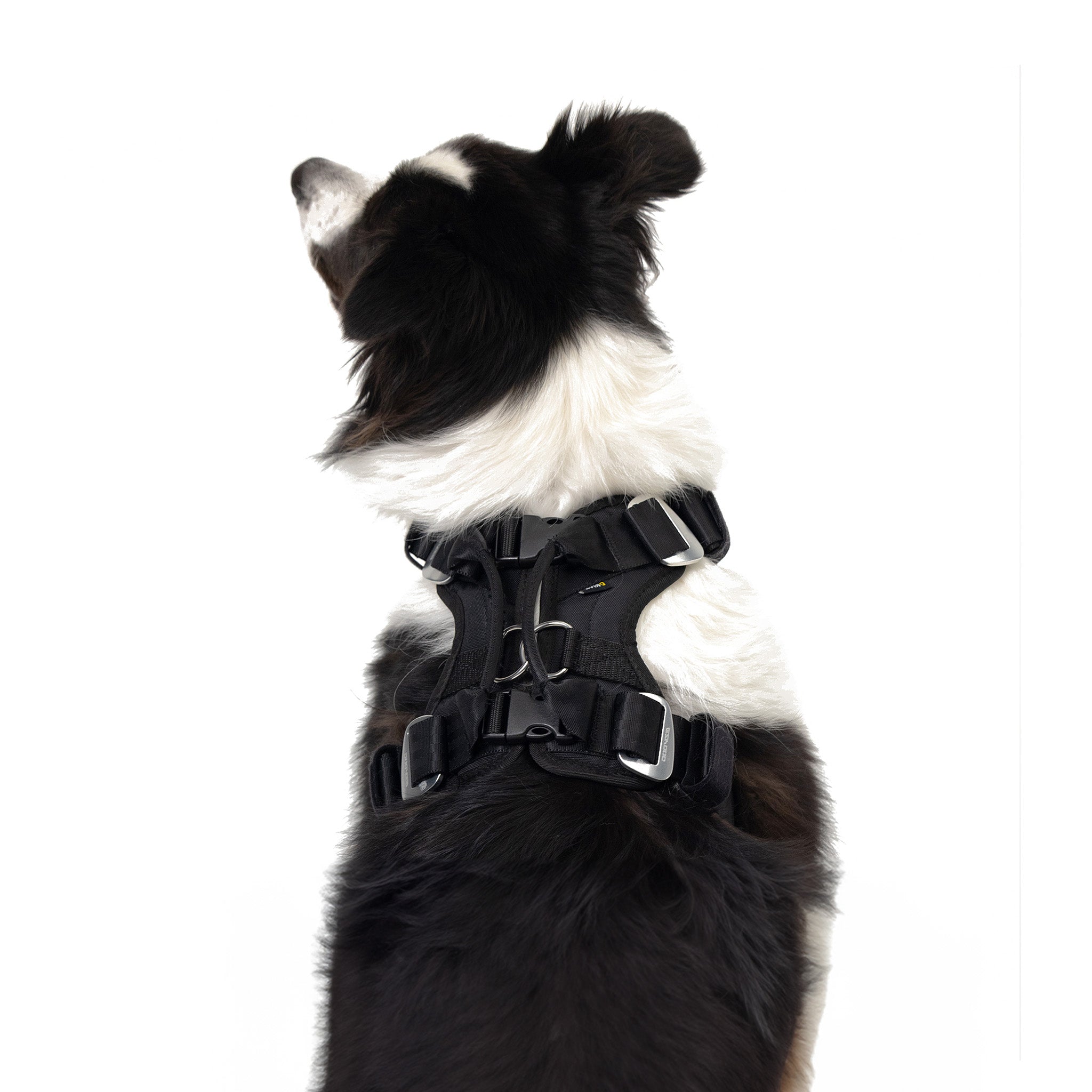 Back view of Border Collie wearing EzyDog Drive Dog Car Harness – Crash-Tested Pet Safety Gear