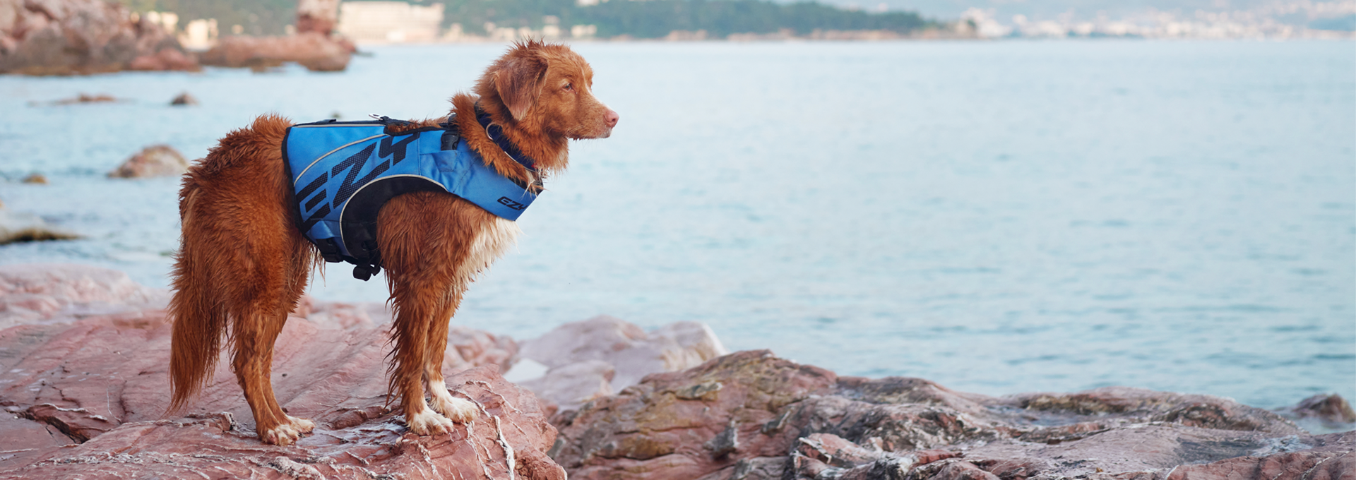 Dog wearing a blue EzyDog life vest, standing on rocks near the ocean.