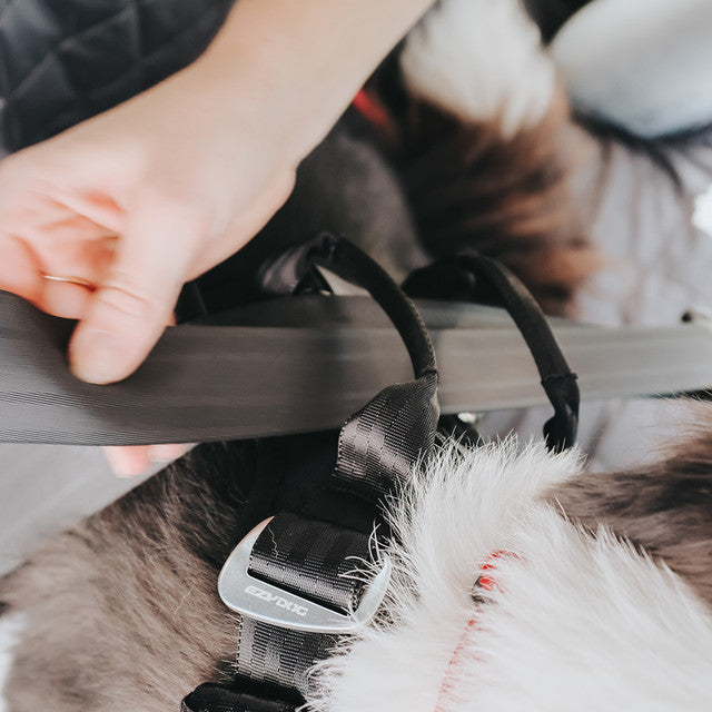 Dog Secured with Seatbelt Using EzyDog Drive Car Harness – Crash-Tested Safety in Action