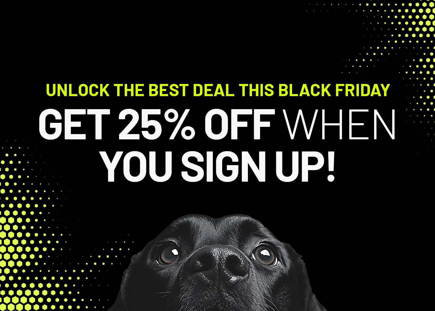 Last Chance: The 5 Life-Saving Dog Products Every Owner Needs, Now 20% Off