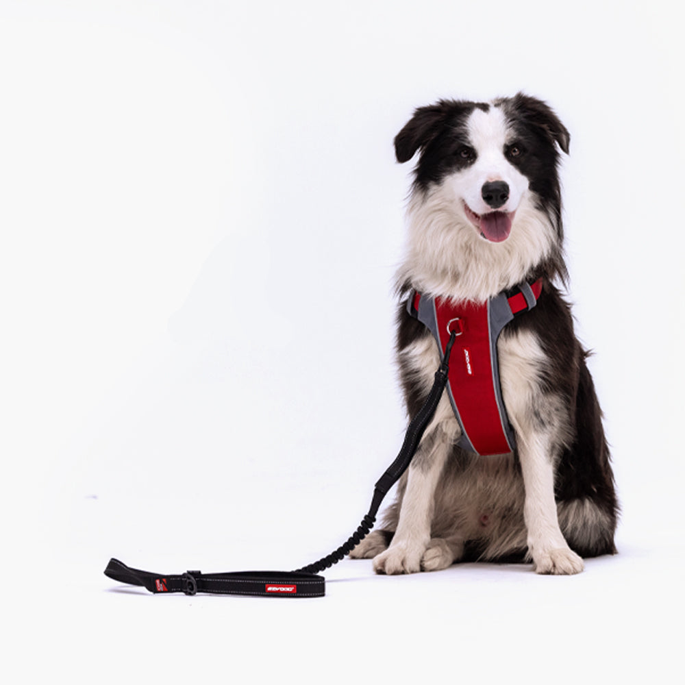dog harness