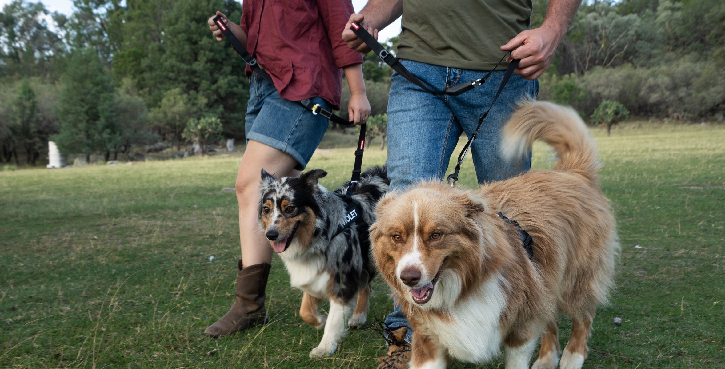 Types of Dog Harnesses: Which Style Is Right for Your Pet?