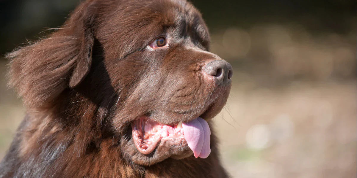 Strong Puller? Why You Need a Durable Leash That Won't Snap or Fray