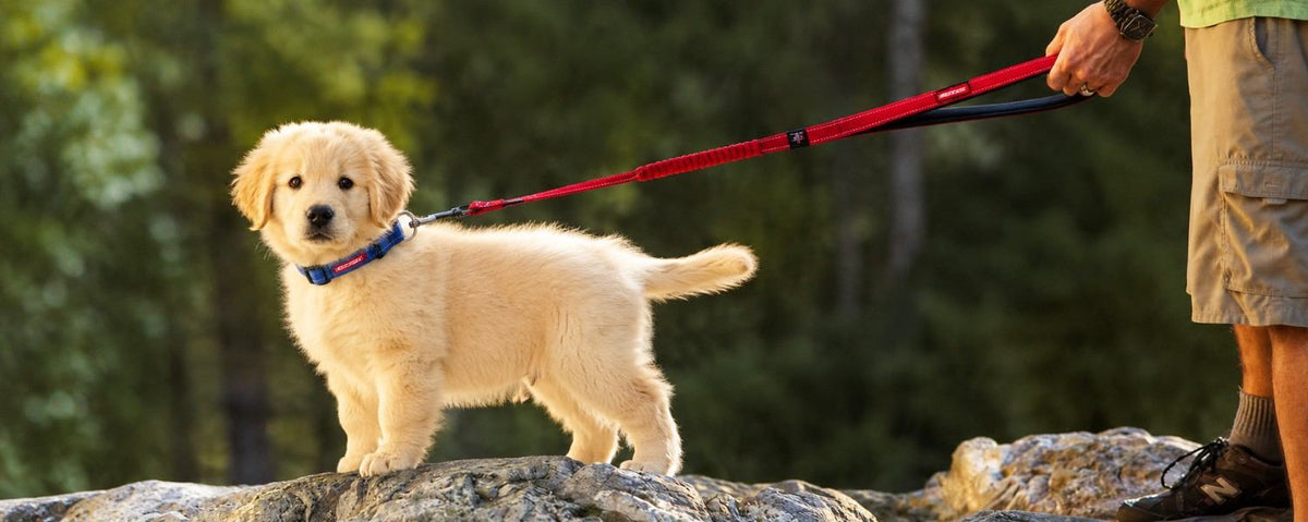 Puppy's First Walk: When to Start and How to Prepare