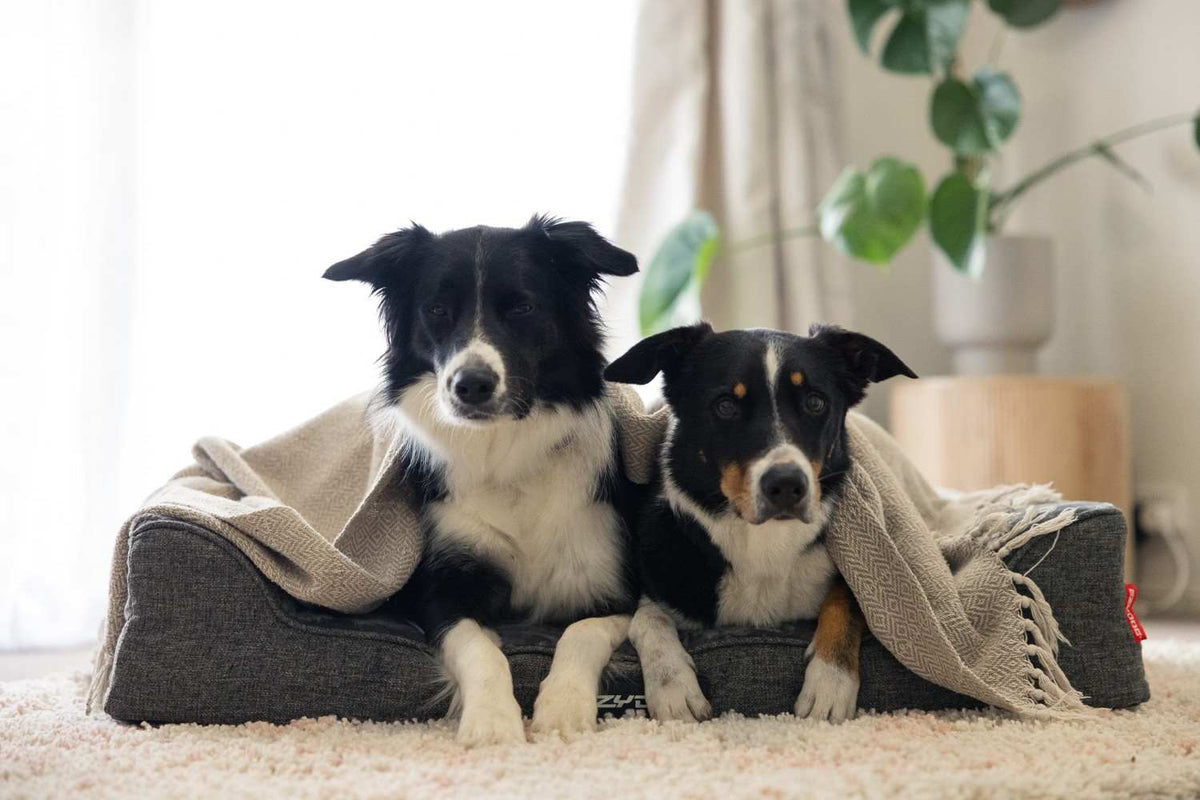 Keeping Senior and Stiff-Jointed Dogs Comfortable in Winter