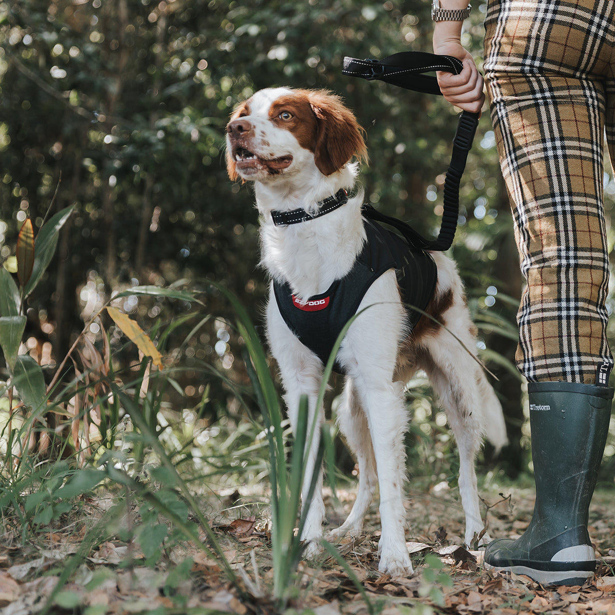 How to Keep Your Dog Visible on Dark Winter Walks