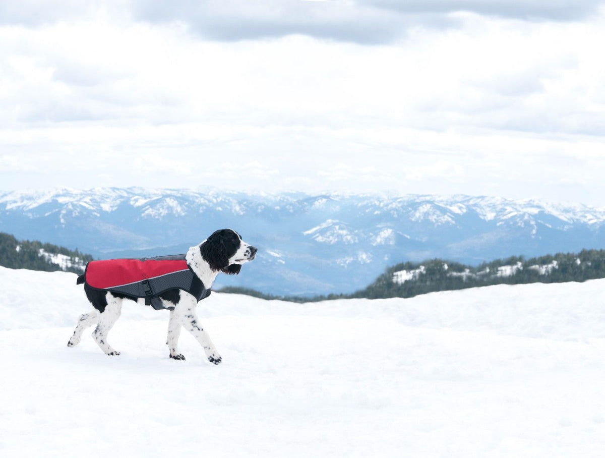 Winter Dog Walking Tips: Keeping Walks Warm, Safe and Fun