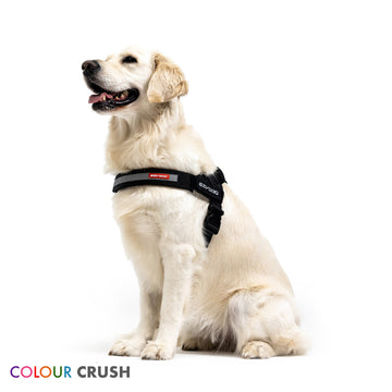 Golden Retriever Idc Dog Harness Golden Retriever Washing Julius