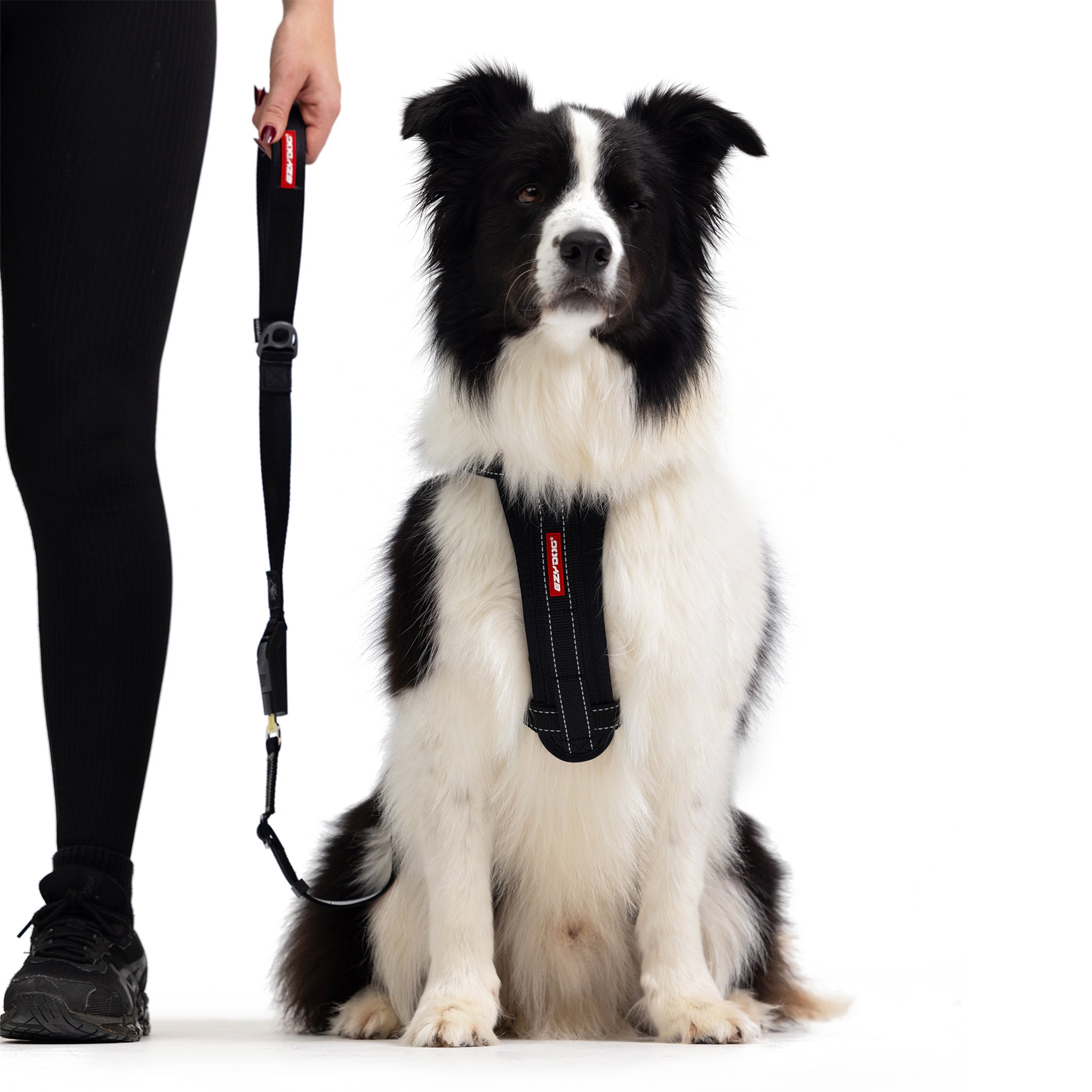 Drive Click Leash
