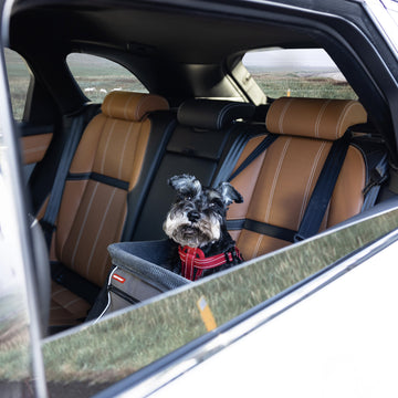 Hundesitz Auto für kleine & große Hunde