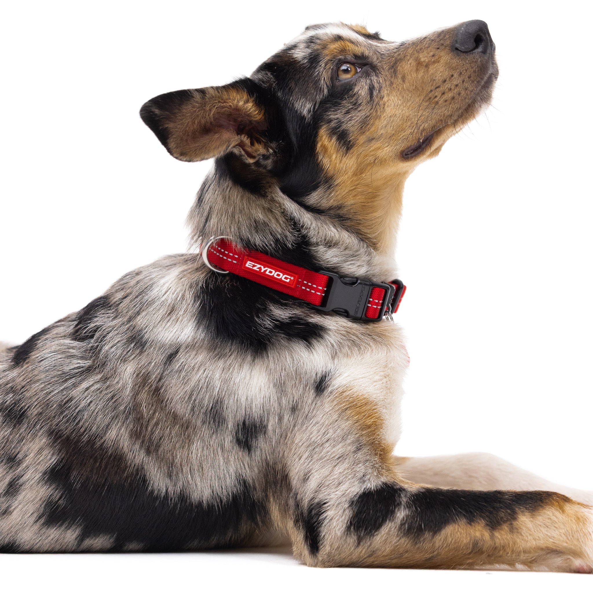 Dog wearing a red EzyDog Essential Adjustable Dog Collar 