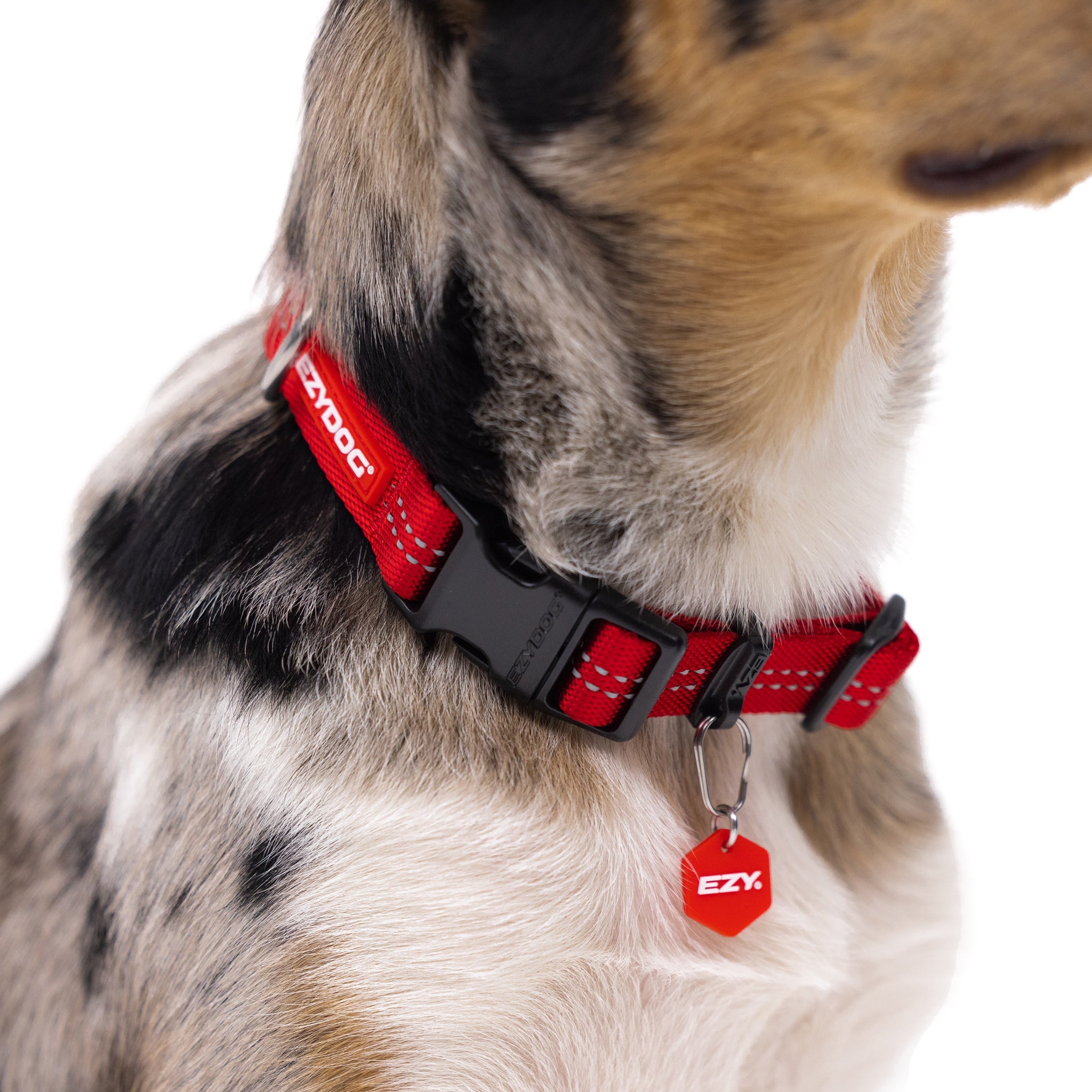 Dog wearing a red EzyDog Essential Adjustable Dog Collar 