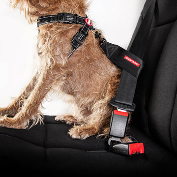 Collier De Traction Pour Chien - Occasion En Bon état Fonctionnel