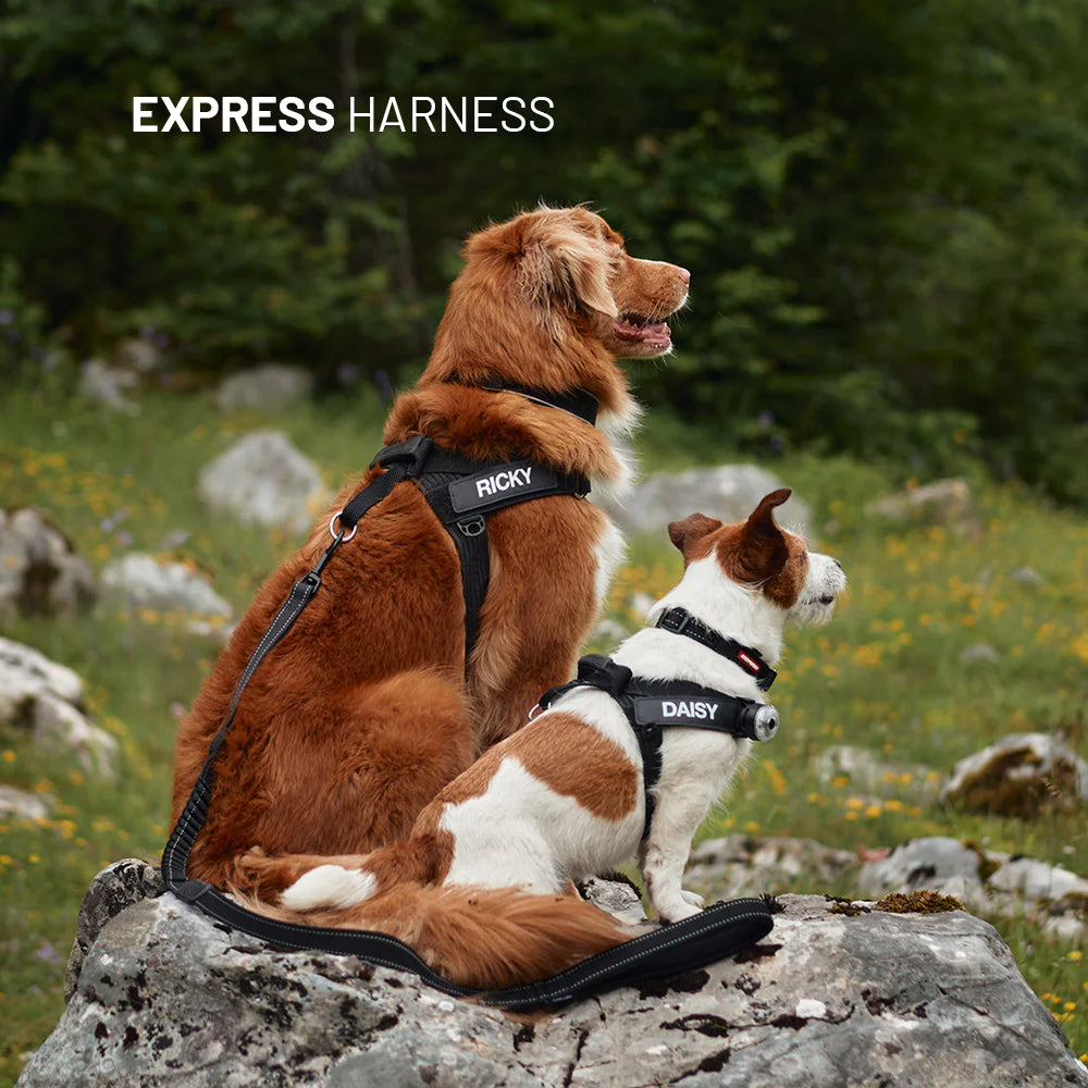 Winter Explorer Bundle