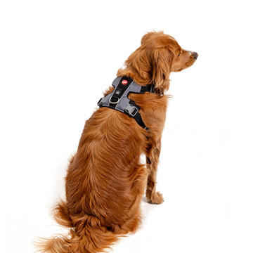 EzyDog X-Link Harness Front Clip No Pull Dog Harness