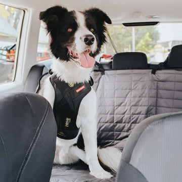 Quelcc Cintura Sicurezza Cani, Guinzaglio Auto per Cani, Regolabile Guinzaglio p Quelcc Cintura Sicurezza Cani, Guinzaglio Auto per Cani, Regolabile Guinzaglio p