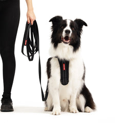 Track n Train Correa larga para perro de 5 m
