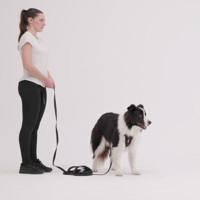 Demo video of EzyDog Track N Train 5m Long Dog Lead – Training and Recall Leash for Dogs