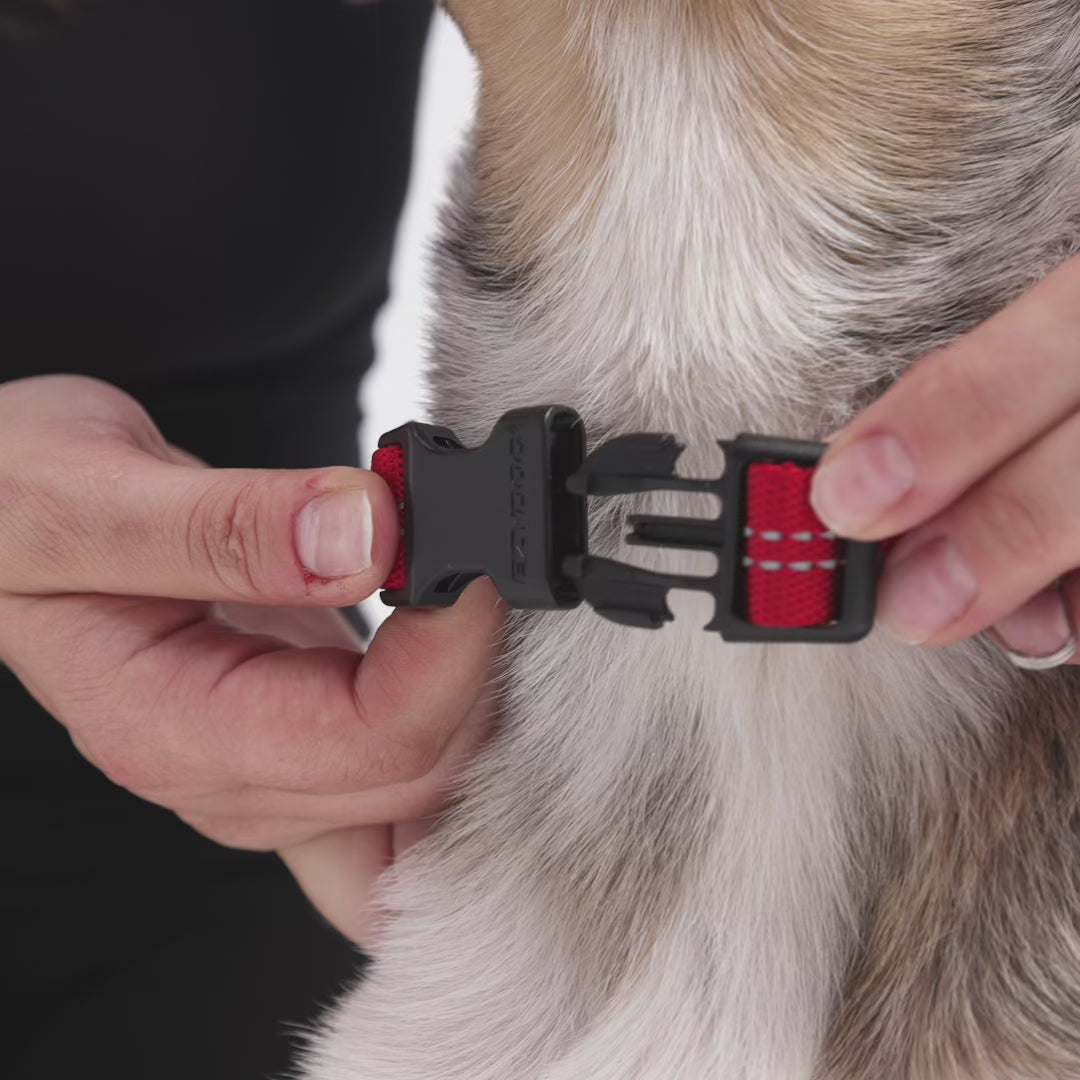 EzyDog Essential Adjustable Dog Collar Fitting Video