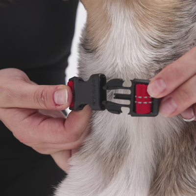 EzyDog Essential Adjustable Dog Collar Fitting Video