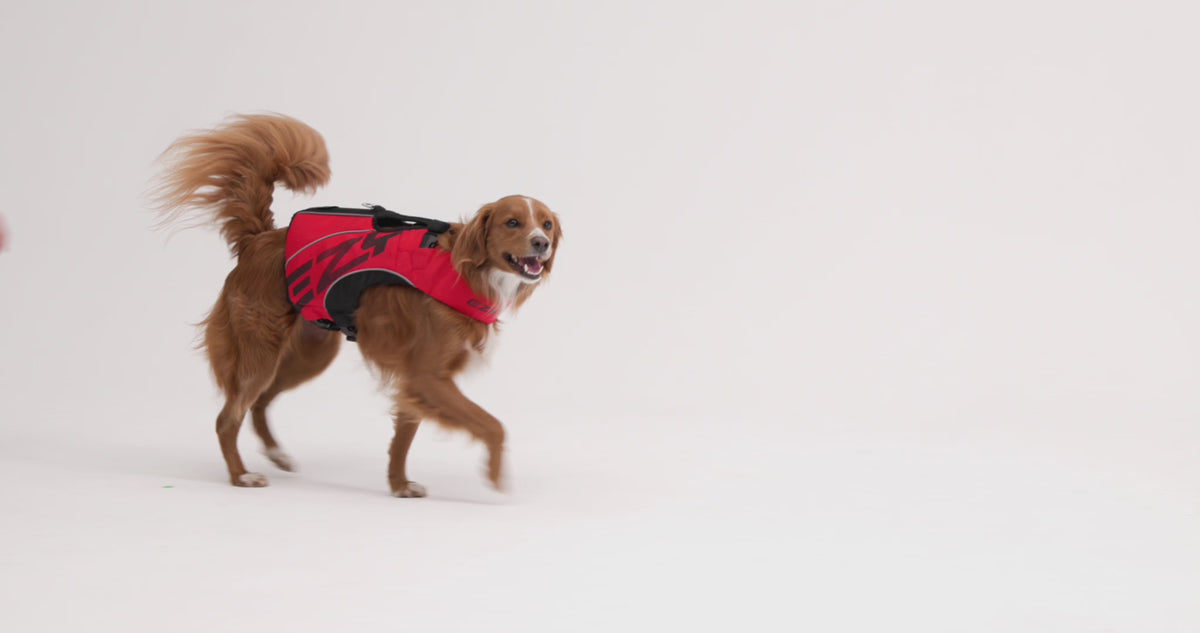 Gilet de sauvetage / Life Jacket Ezydog DFD X2 Boost