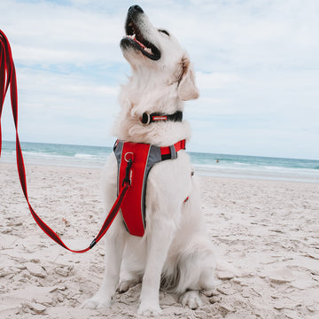 EzyDog X-Link Harness Front Clip No Pull Dog Harness